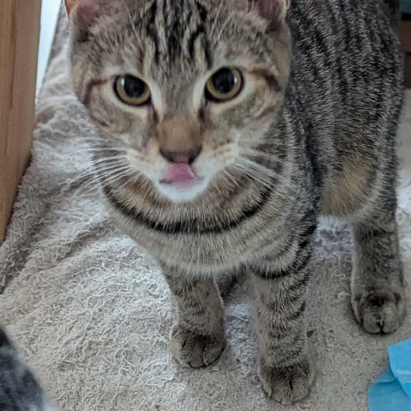 Daffodil    thumbnail 3