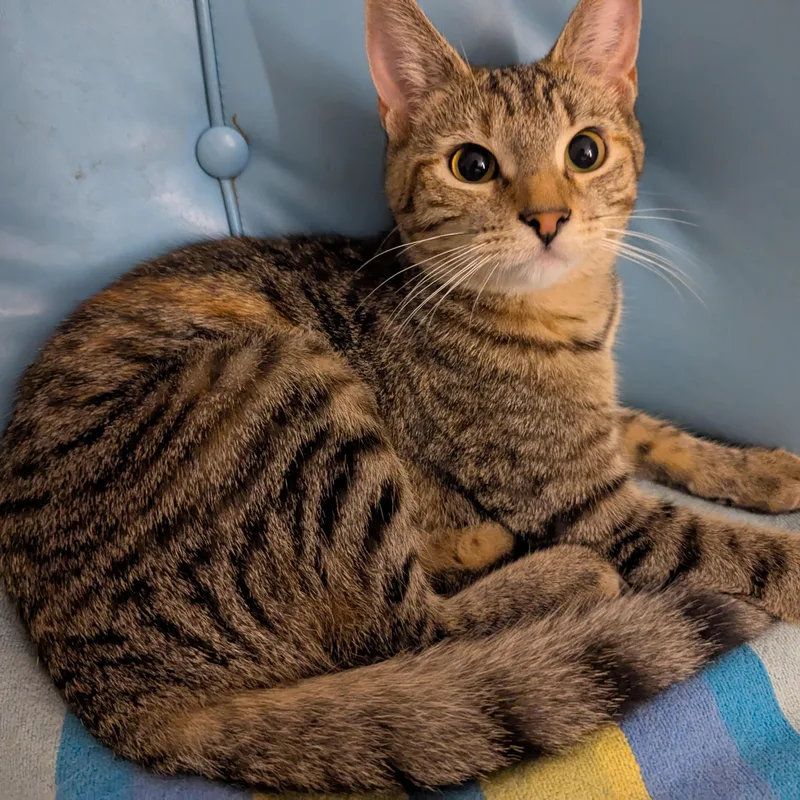 Daffodil    thumbnail 4