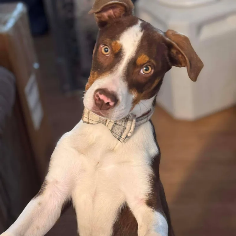 Romeo & Juliet thumbnail 2