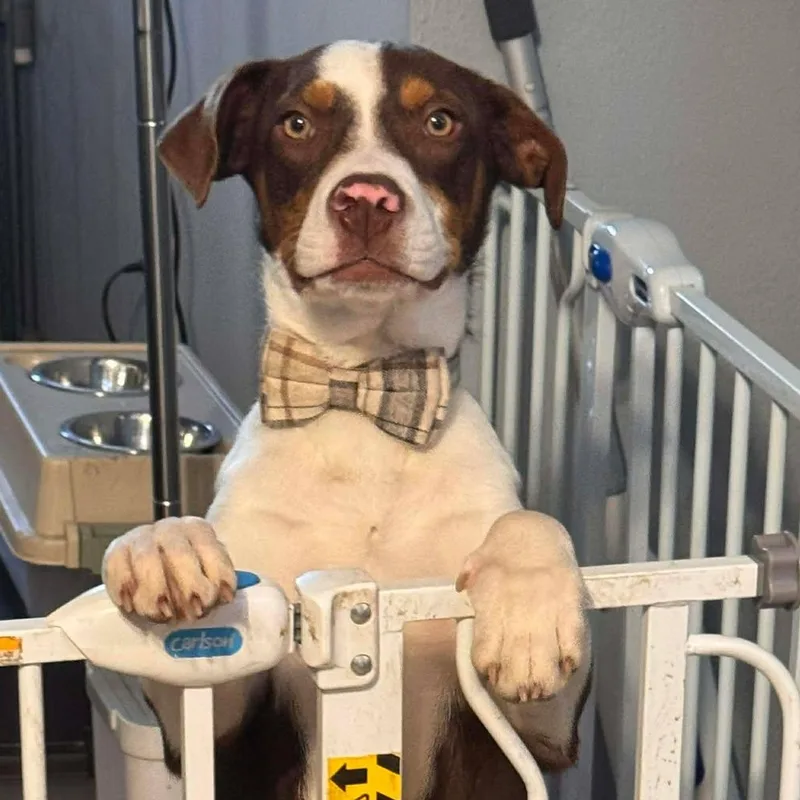 Romeo & Juliet thumbnail 4