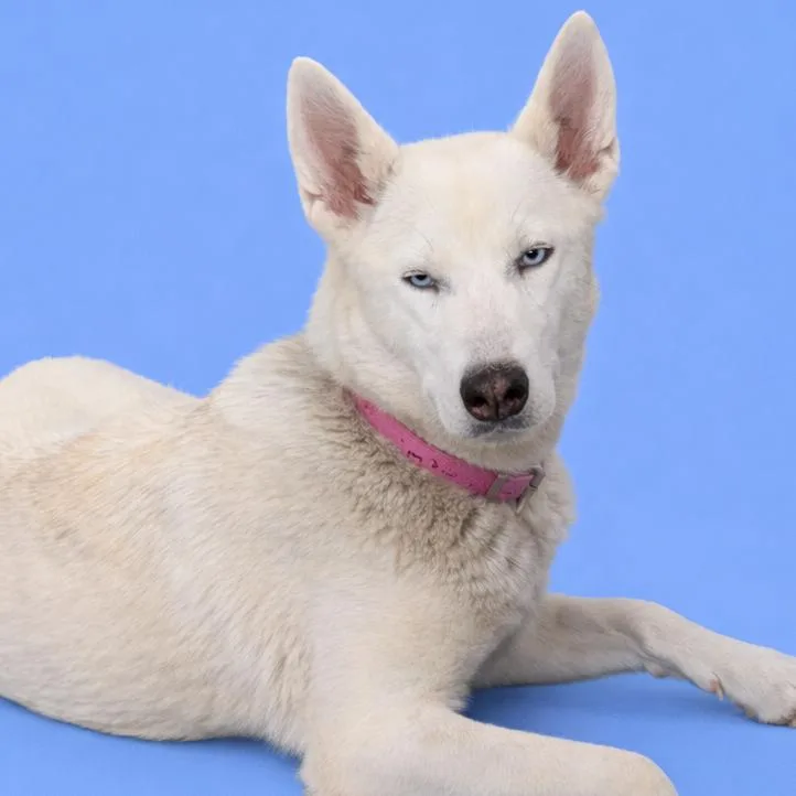 Snow White thumbnail 2