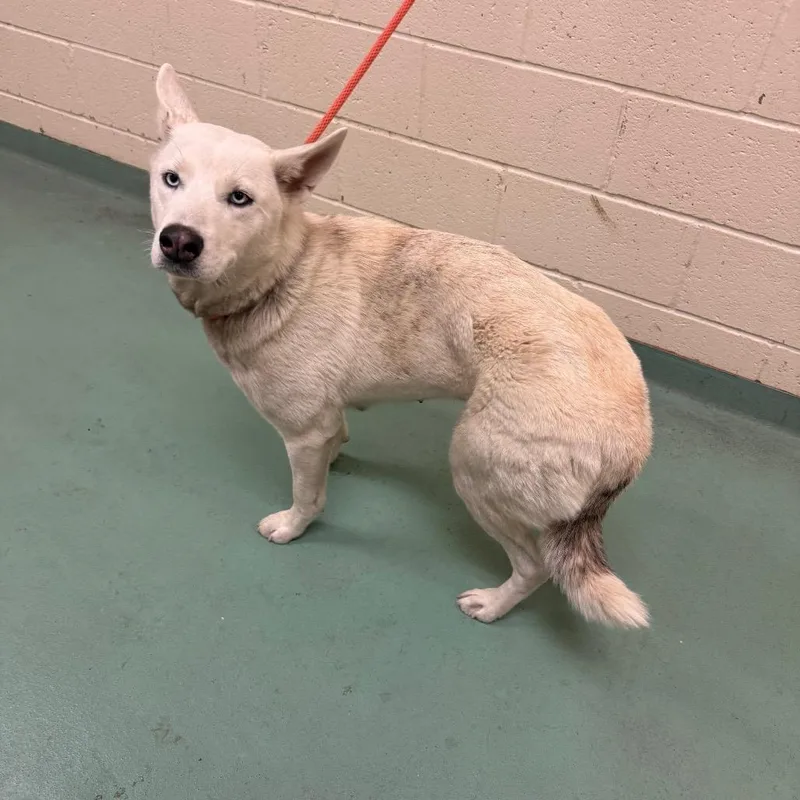 Snow White thumbnail 4