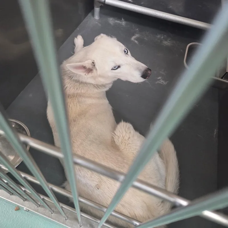 Snow White thumbnail 5