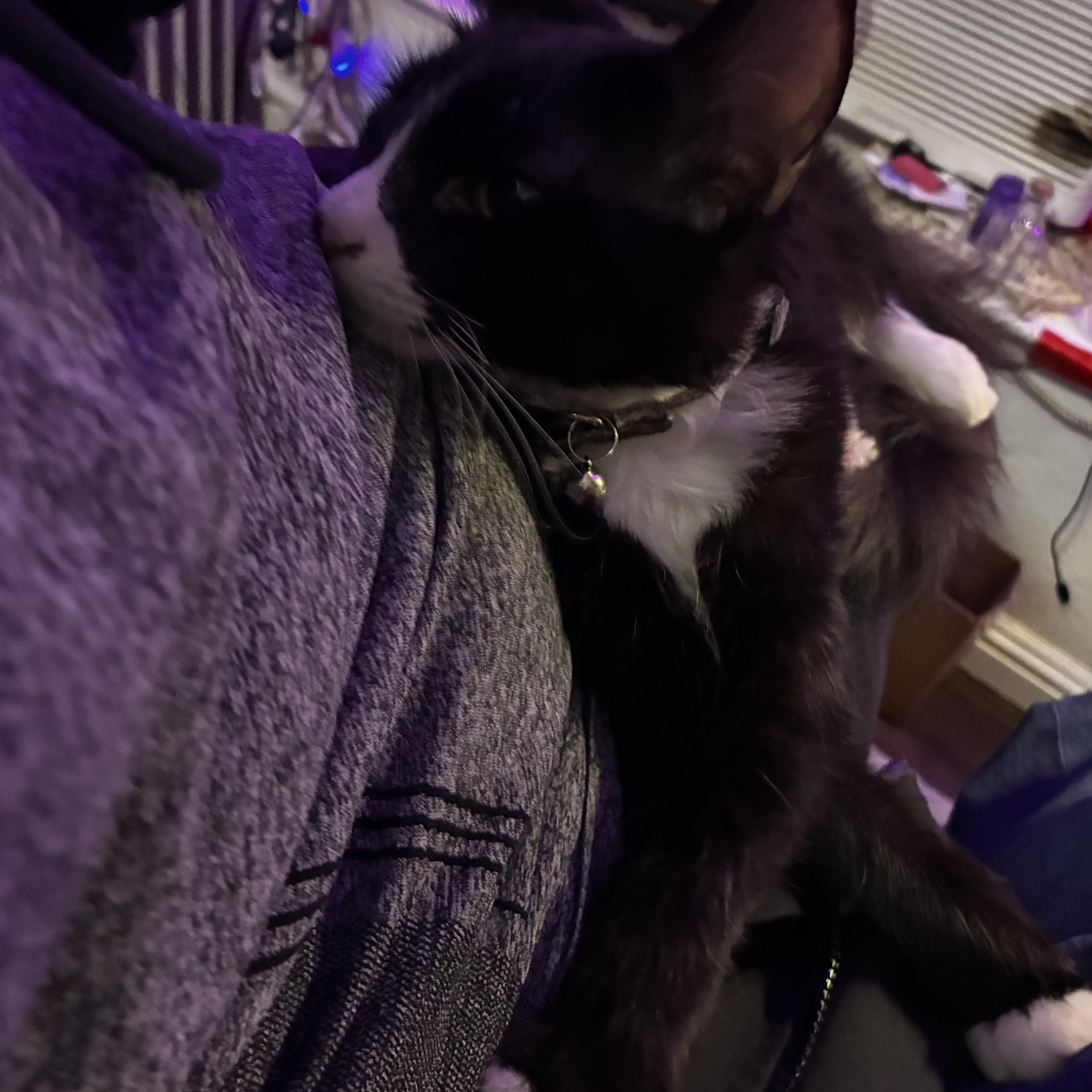 Whiskers thumbnail 2