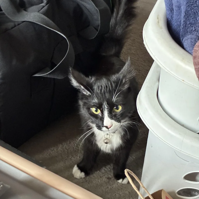 Whiskers thumbnail 3