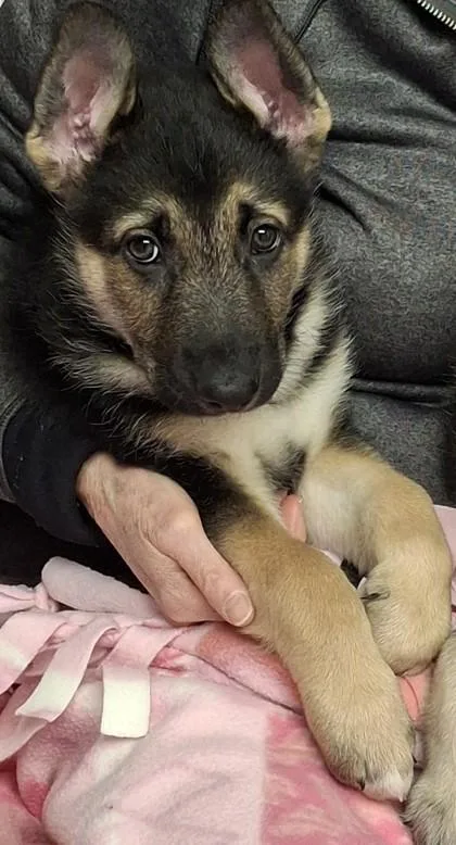 Finn Shepherd thumbnail 2