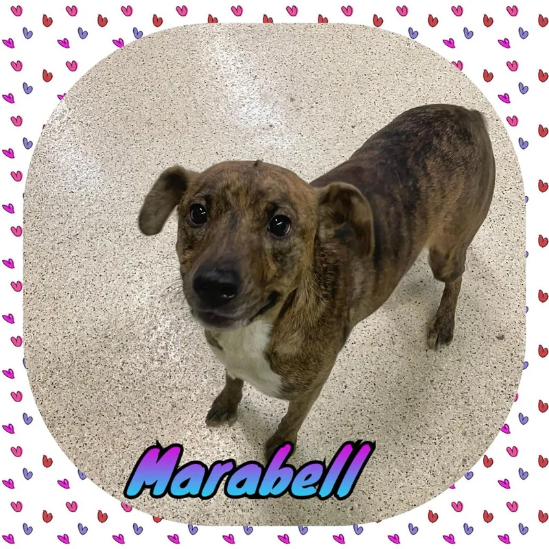 Marabell thumbnail 3