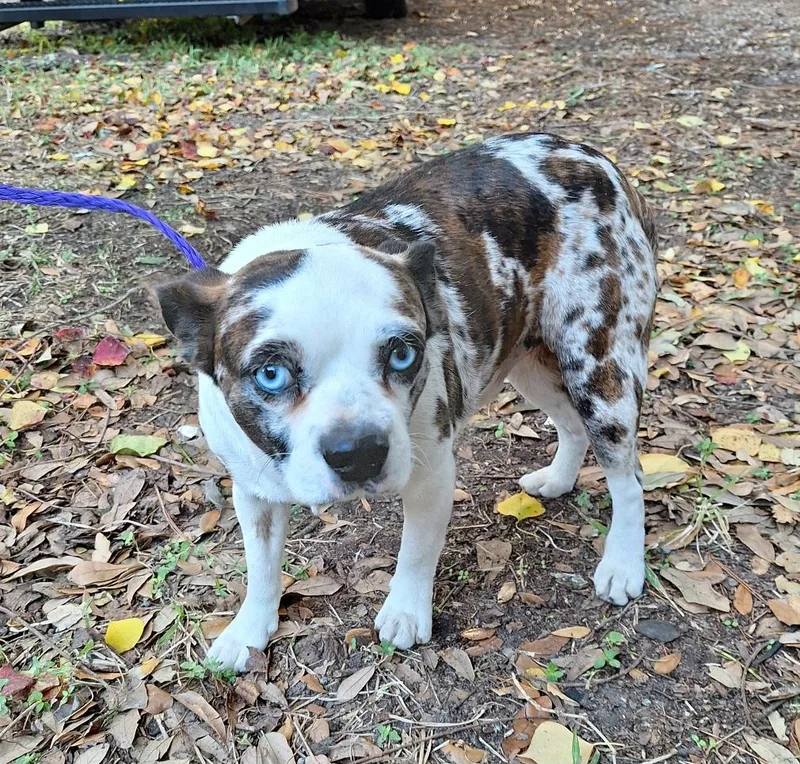 Kamalo Brt thumbnail 2