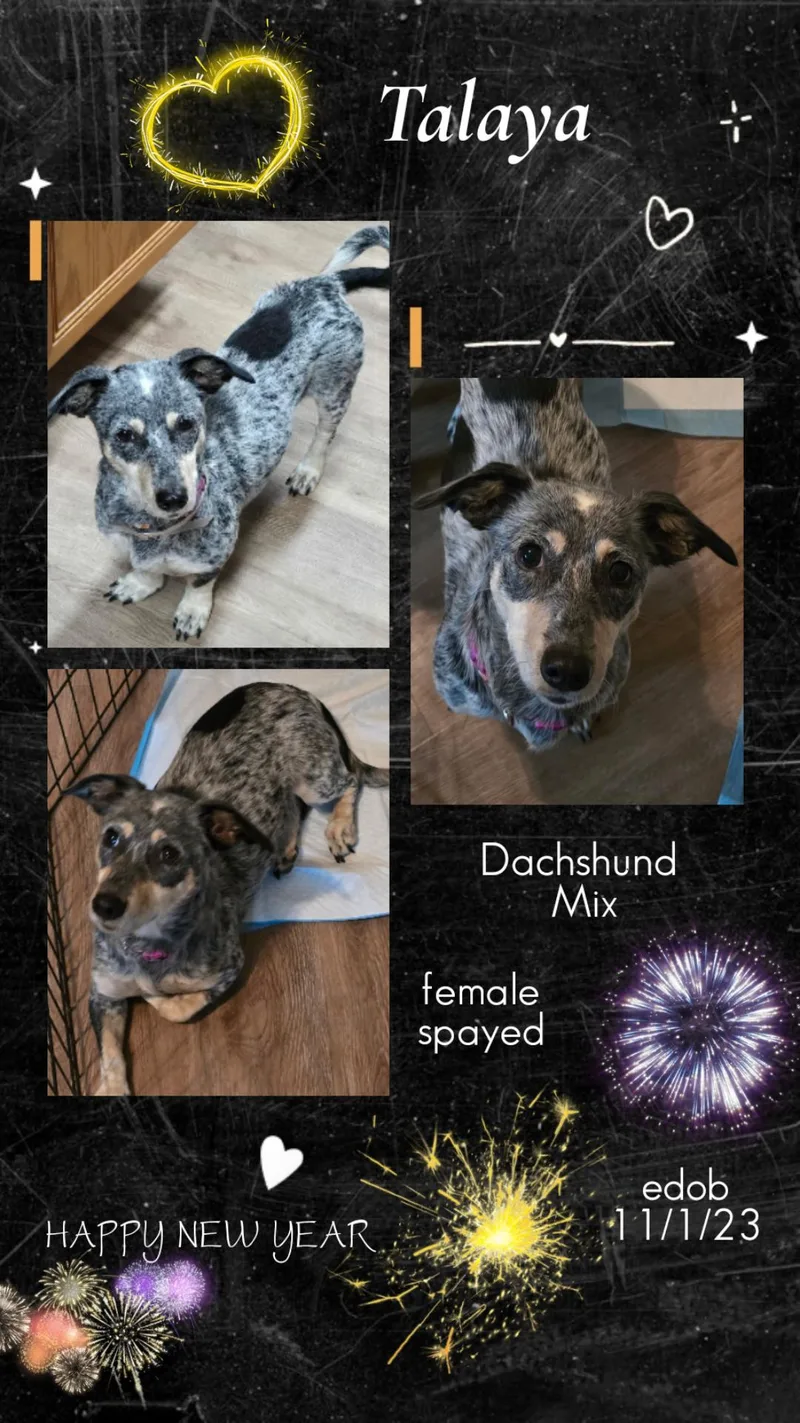 Talaya Orthw thumbnail 2