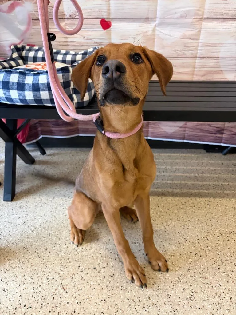 Trixie  Sponsored By thumbnail 3