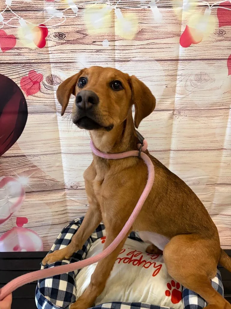 Trixie  Sponsored By thumbnail 4