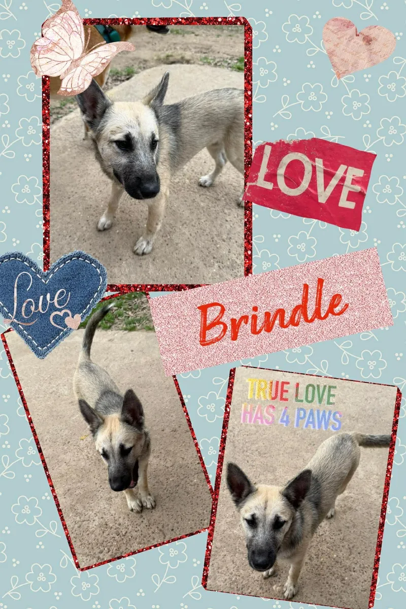 Brindle thumbnail 2
