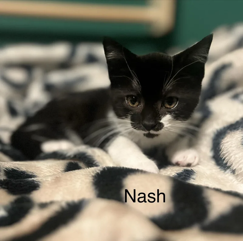 Nash