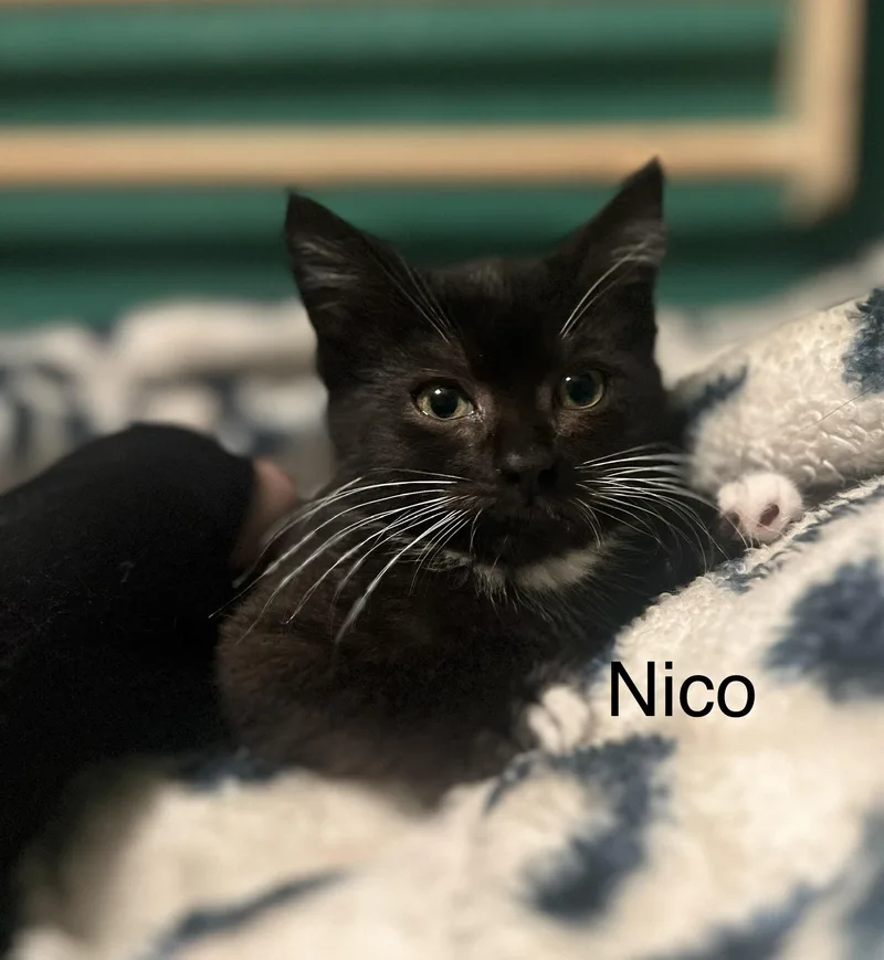 Nico