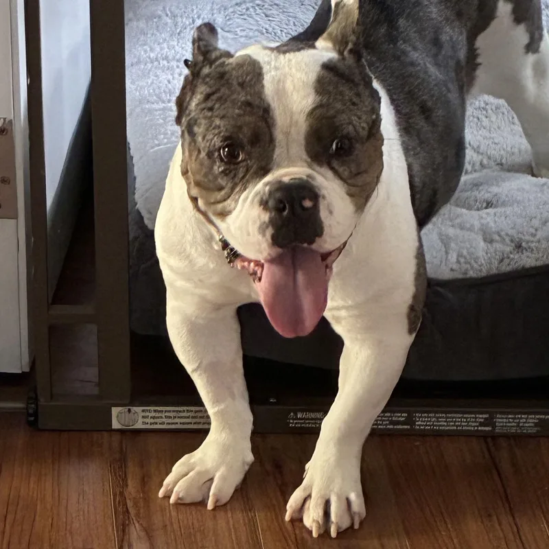 String Cheese photo 1