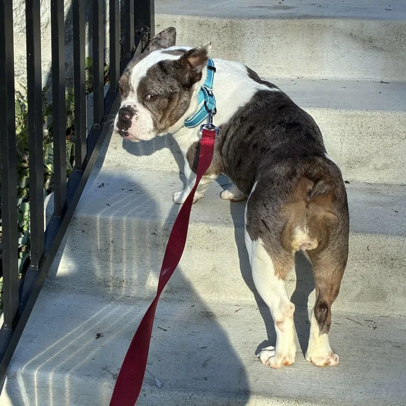 String Cheese thumbnail 2