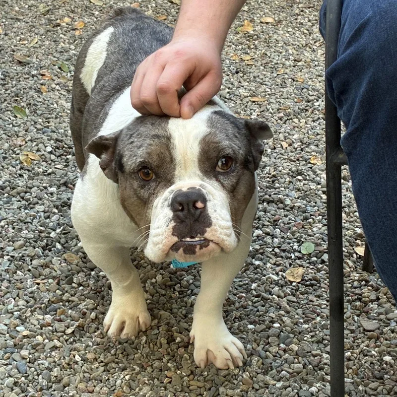 String Cheese thumbnail 3