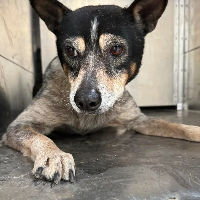 Gertrude thumbnail 2