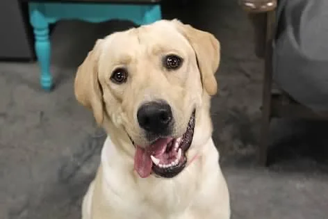 Valentino thumbnail 2