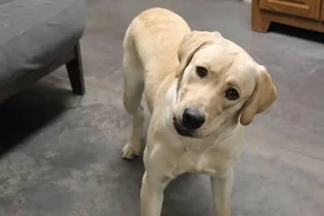 Valentino thumbnail 3