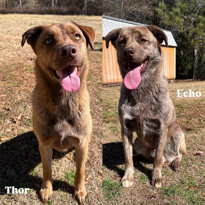 Thor & Echo