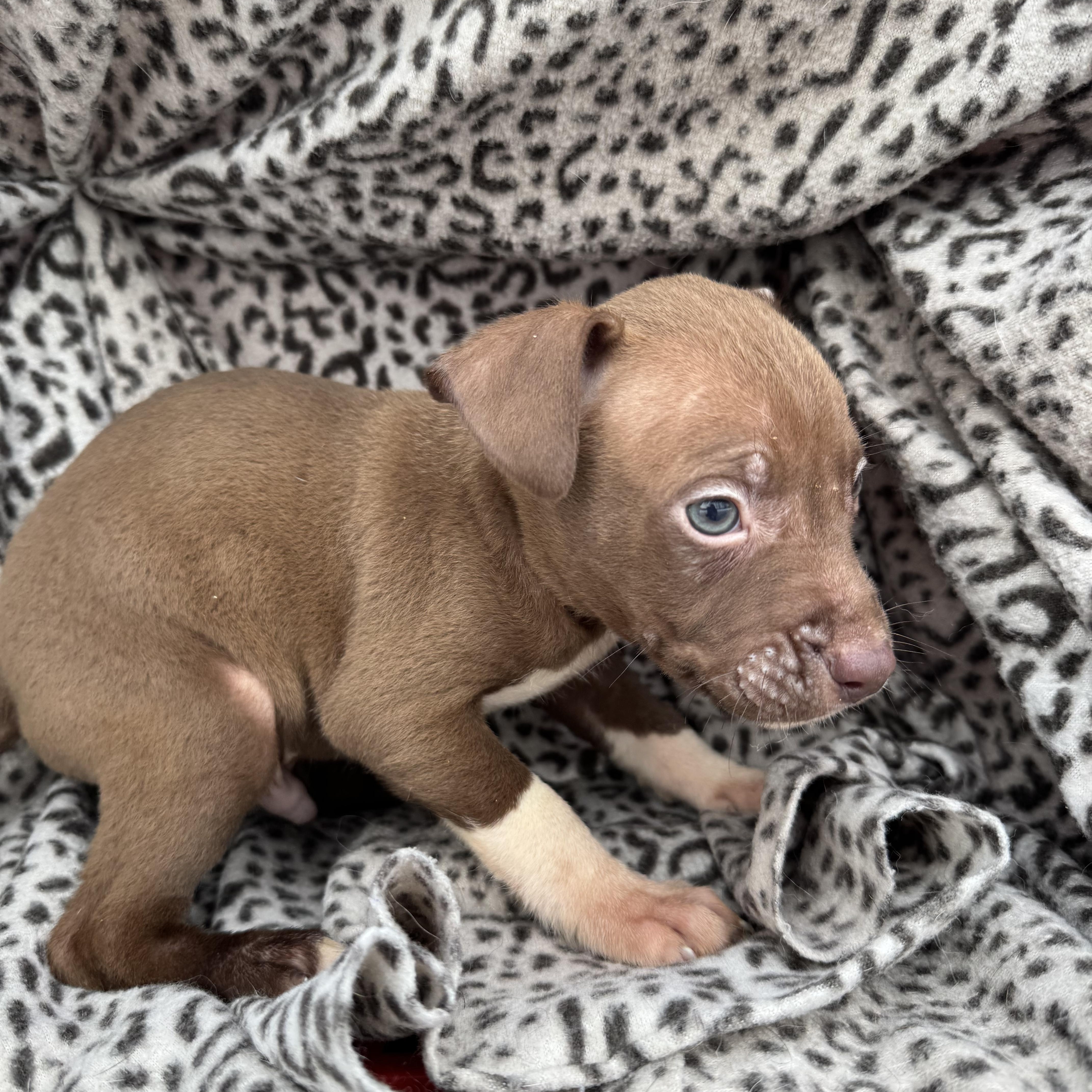 Shredder thumbnail 3