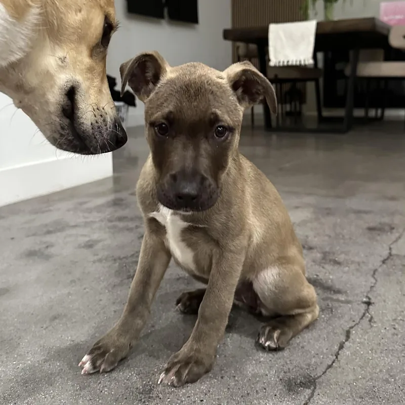 Nala~ Intelligent And Easy thumbnail 2