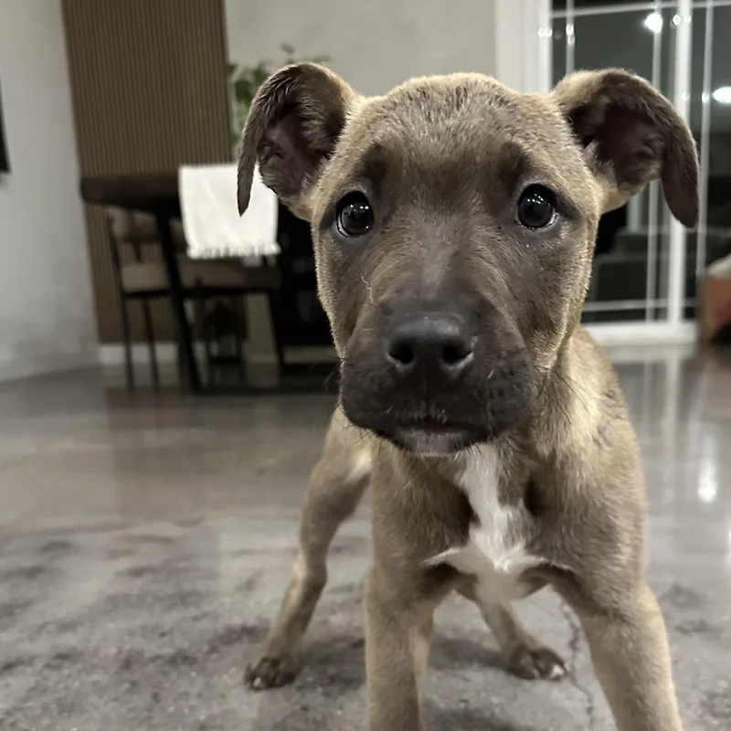 Nala~ Intelligent And Easy thumbnail 3