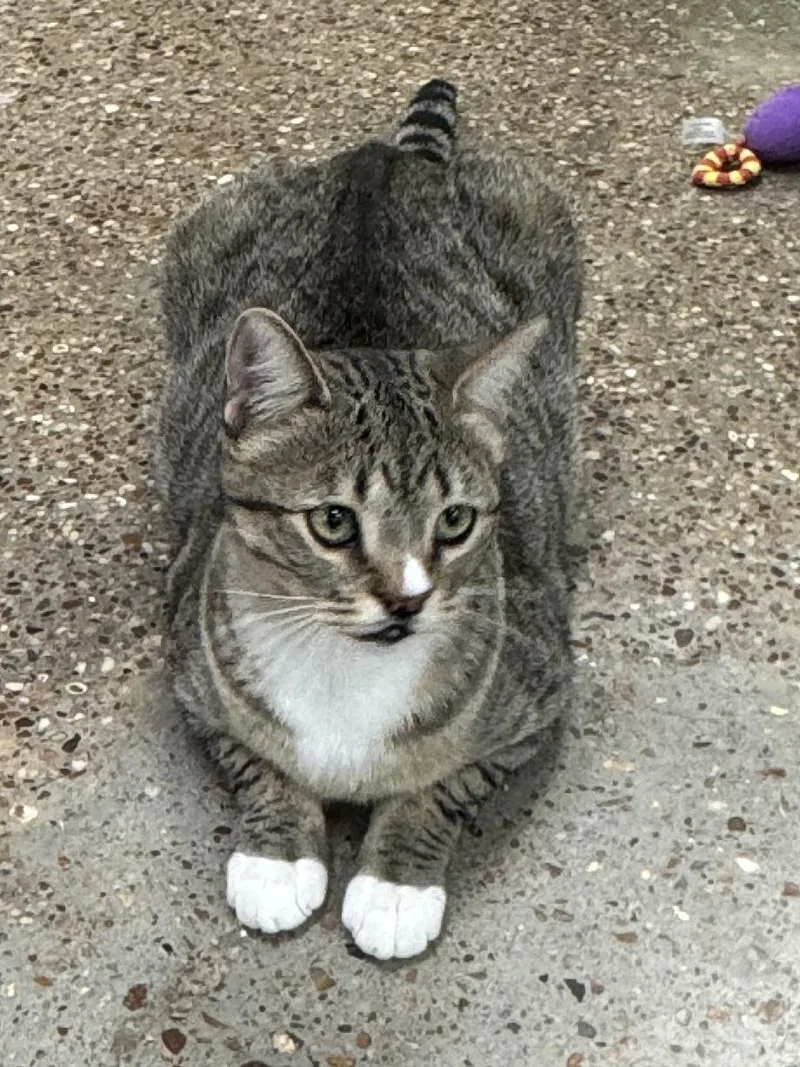 Silly Willy thumbnail 2