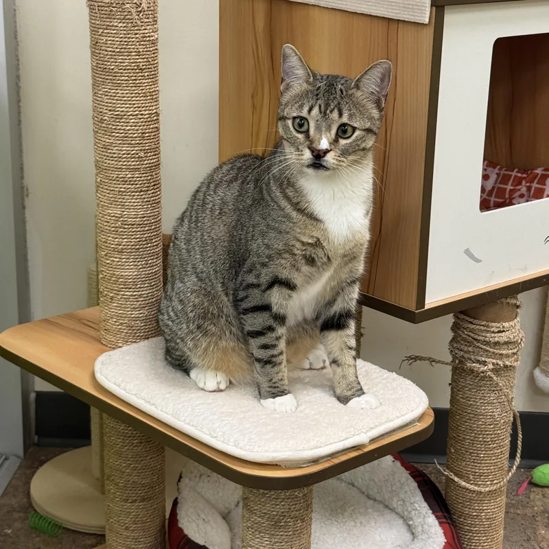 Silly Willy thumbnail 3