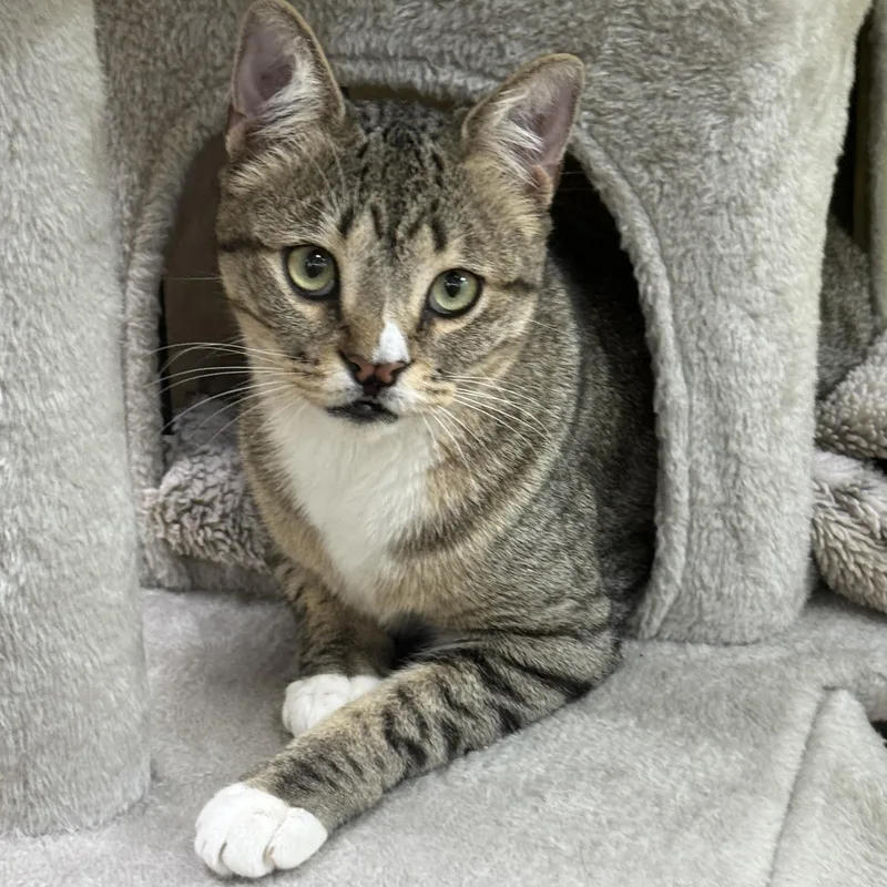 Silly Willy thumbnail 4