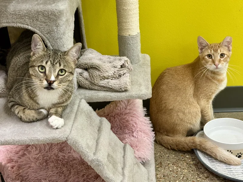 Silly Willy thumbnail 5