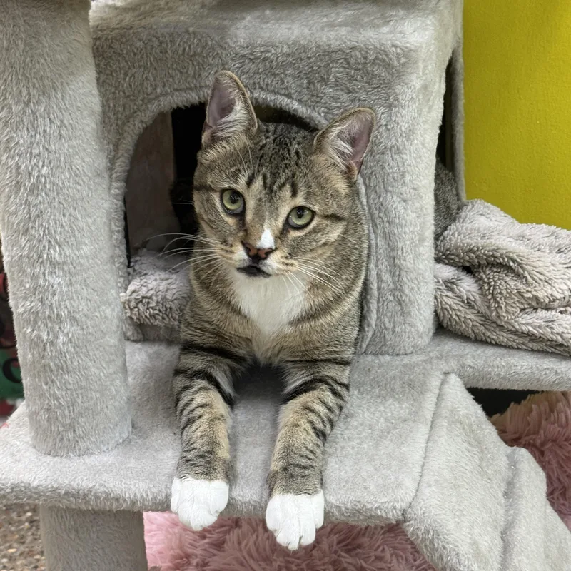 Silly Willy thumbnail 6