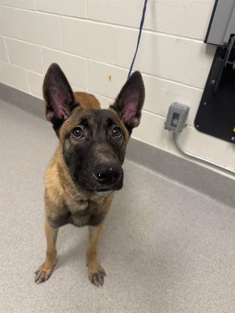 Doggy Mcdogface photo 1