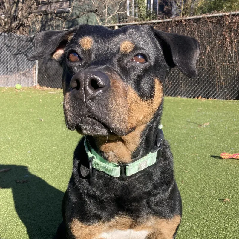 Precious thumbnail 3