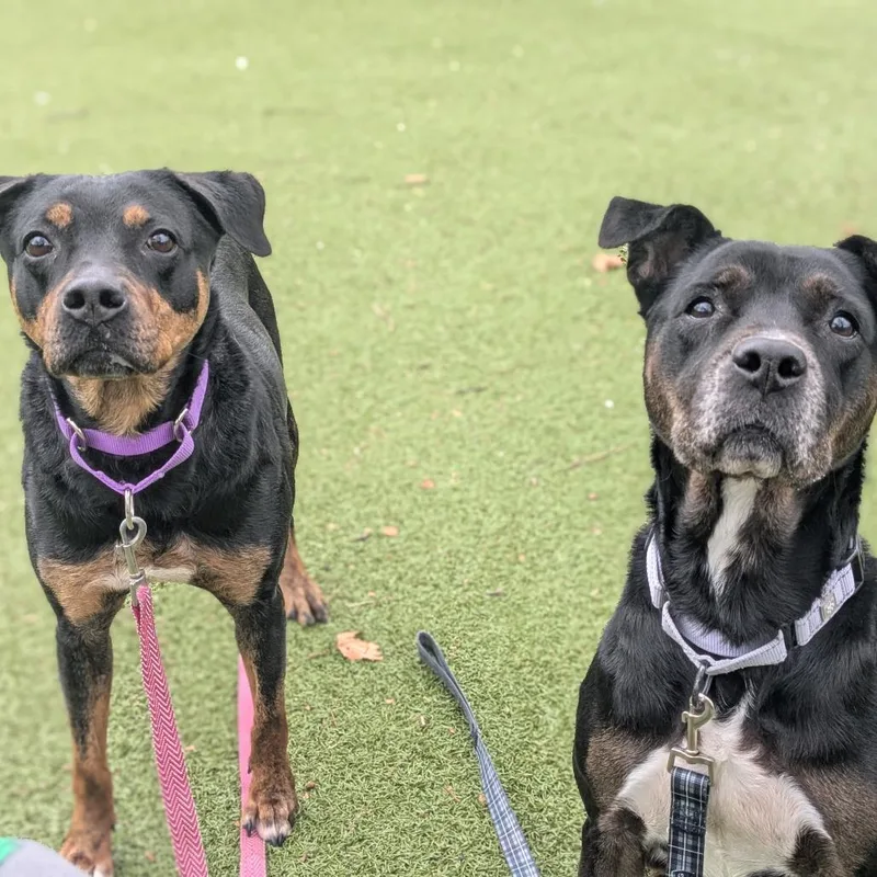 Precious thumbnail 4