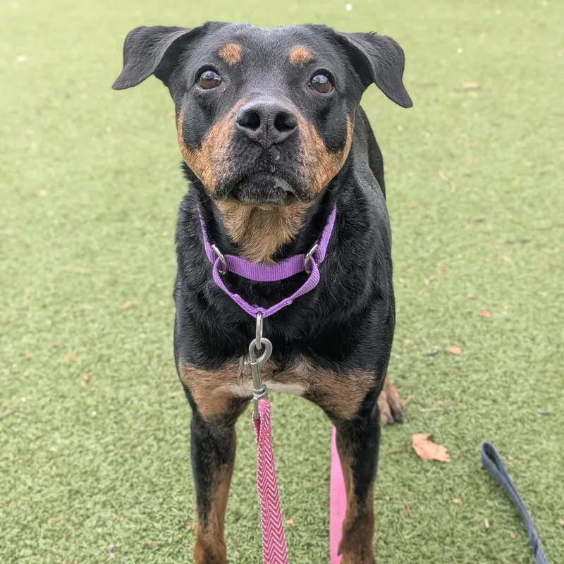 Precious thumbnail 5