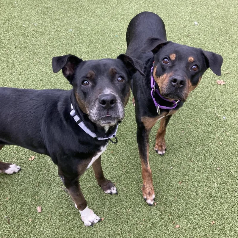 Precious thumbnail 6