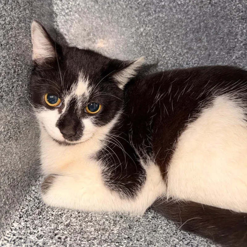 Brittany thumbnail 2