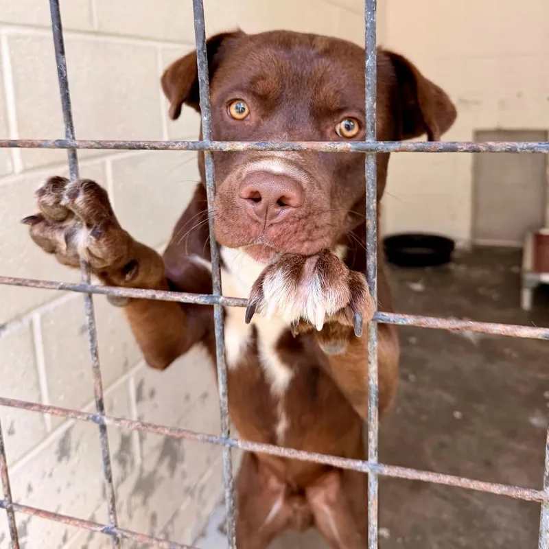 An adult large-sized male Brown / Chocolate Mixed Breed dog named Brownie for adoption in Evensville, TN
