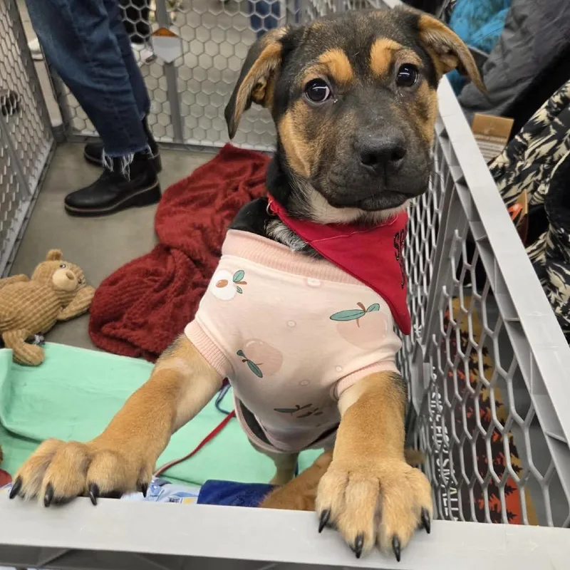 Sporty Spice thumbnail 4