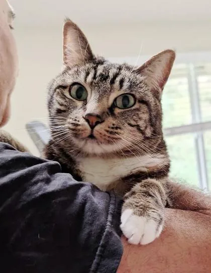 An adult large-sized female Domestic Short Hair cat named Bailey for adoption in Encinitas, CA
