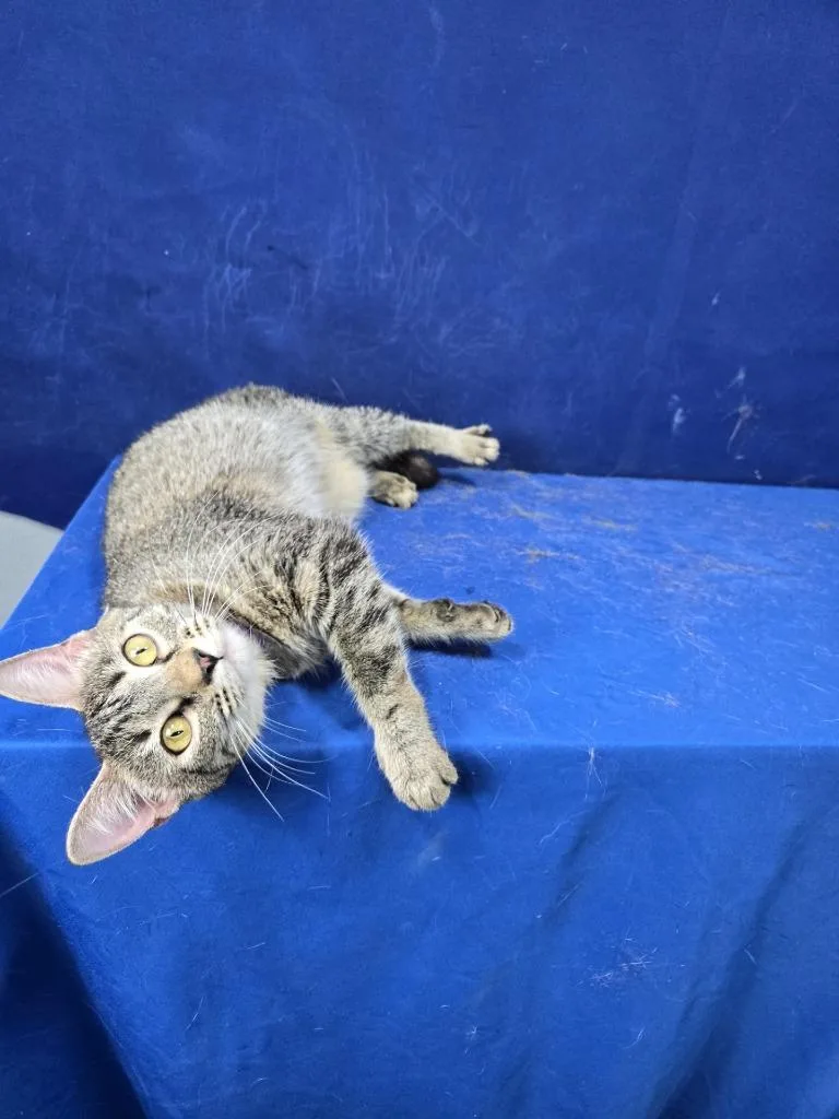 Trophy Wife thumbnail 3