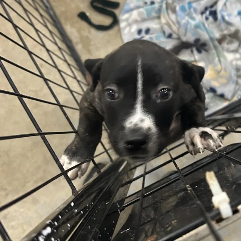 Rainbow Brite thumbnail 2