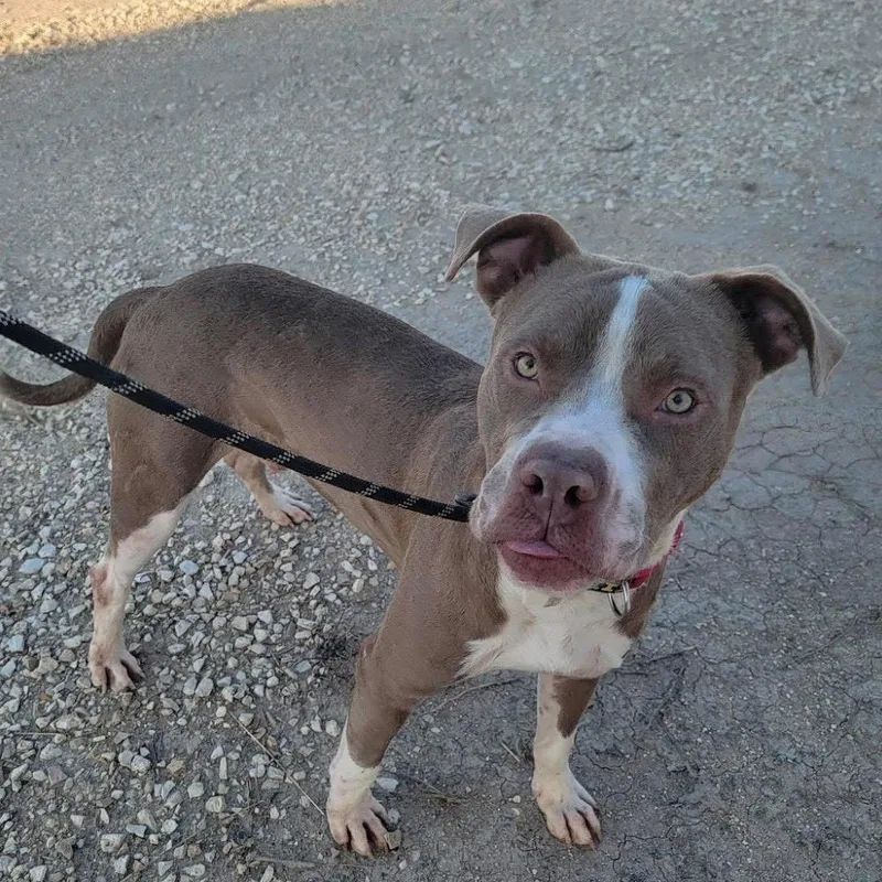 Sterling thumbnail 2