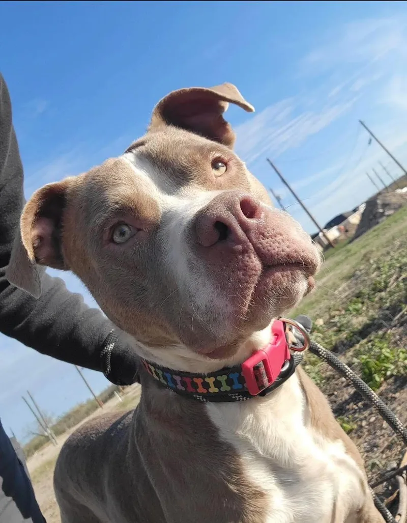 Sterling thumbnail 3