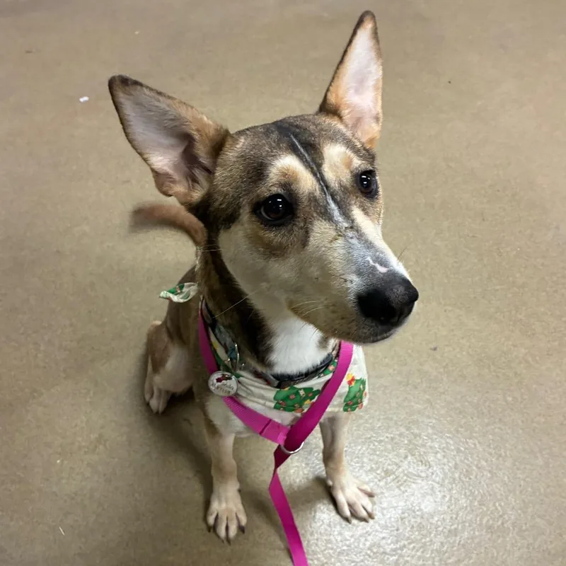 Snow White thumbnail 3