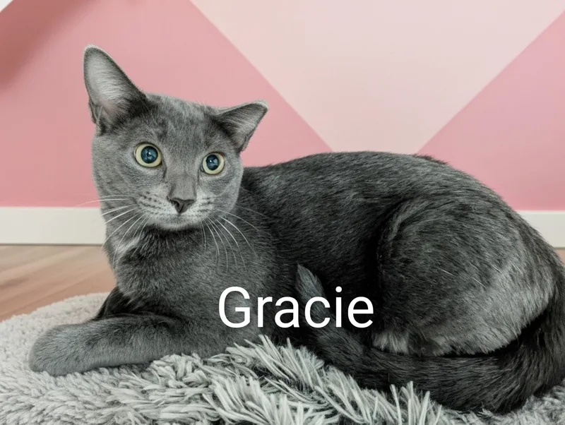A baby medium-sized female Domestic Short Hair cat named Gracie for adoption in Fort Myers Beach, FL