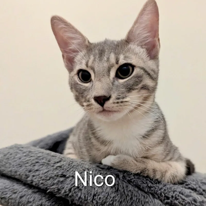 Nico