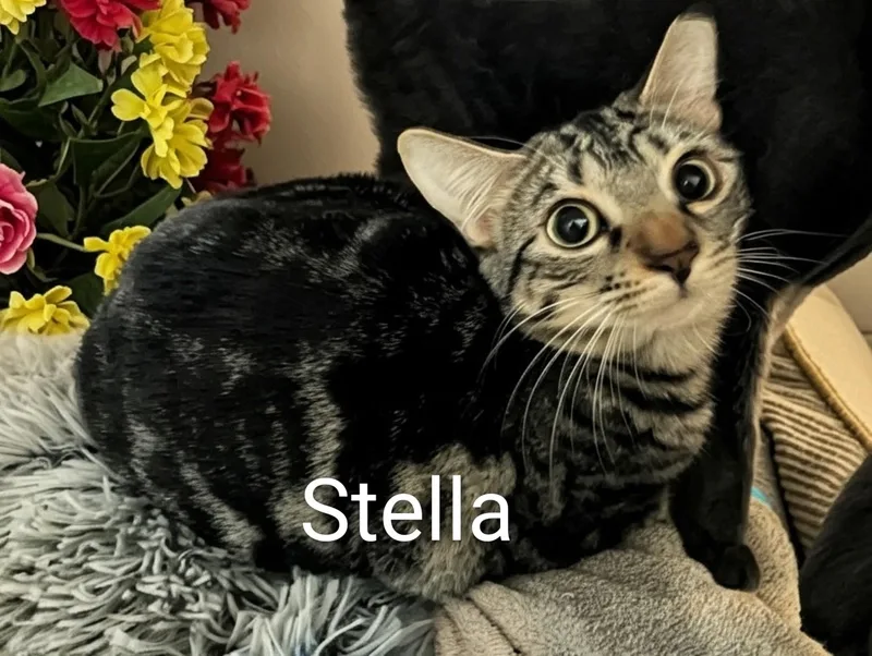 Stella